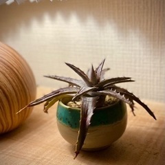 陶器鉢(上野焼)付き　観葉植物　ディッキア