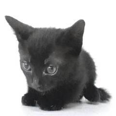 2023年5月8日シェルター入所の黒子猫オス1の里親さん募集します