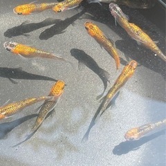 ユリシスメダカ成魚12匹