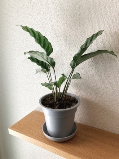 観葉植物　カラテア②　27cm　グレーカラーの3.5号の鉢と受け皿付き