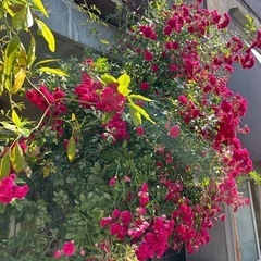 【無料】薔薇の木　バラ　毎年満開に咲きます！