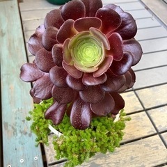 観葉植物　黒法師&セダム　多肉植物　アオエニウム？