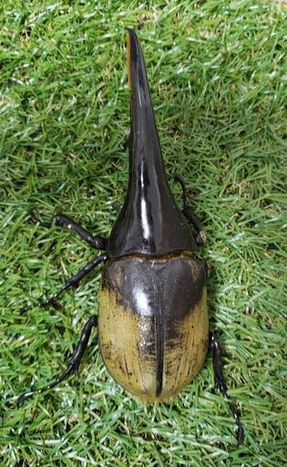 外国カブトムシ　ヘラクレス 202301