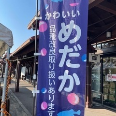 メダカ販売、メダカすくい🐟