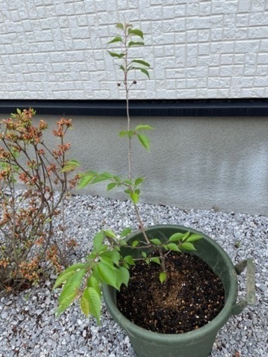 十月桜の苗50cmくらい