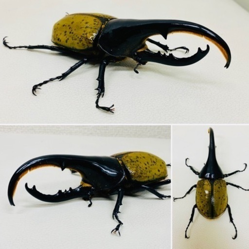 ヘラクレスオオカブト ヘラクレスヘラクレス オス 129ミリ