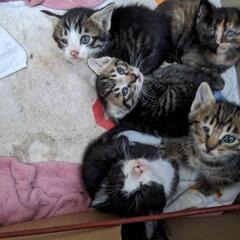 野良猫さんが産んだ5匹の子猫です　