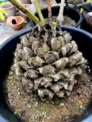 リュウビンタイ　特大玉 リュウビンタイ 特大玉