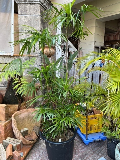 シュロチク　カンノンチク科
