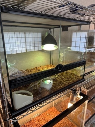 グラステラリウム　60×45 中古