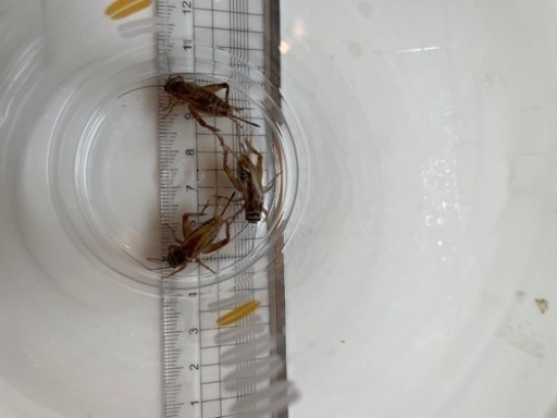 ヨーロッパイエコオロギ　各サイズあります。　爬虫類や両生類のごはんに