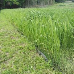 真菰　マコモ　苗差し上げます