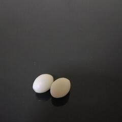 【代理出品】鳥の偽卵