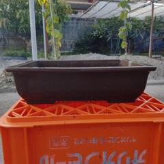 盆栽鉢2