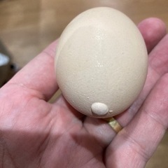 卵　デベソ