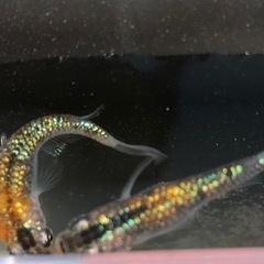 オーロラ黄ラメメダカの幼魚、針子