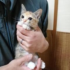 さくらちゃん(家族が決まりました)