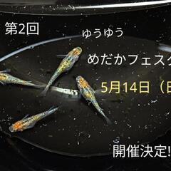 5/14日(⁠日)第2回ゆうゆうめだかフェスタ‼️開催決定！【メ...