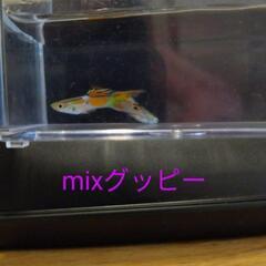 色々MIXグッピー🌈⑥