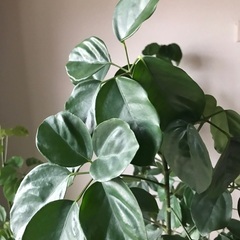 11,500円】フィスカ シェフレラマルコ