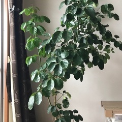 【11,500円】フィスカ　シェフレラマルコ 11,500円】フィスカ シェフレラマルコ