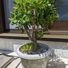 多肉植物【金のなる木】