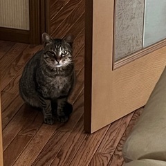 TNR耳の猫をご存知の方