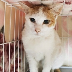 里親さま決まりました🐈美人な茶白おっとり女子・2歳😽避妊済み