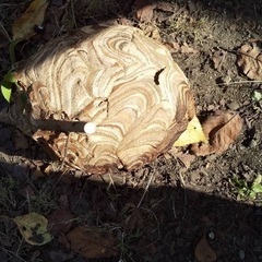 ハチ駆除、害虫駆除