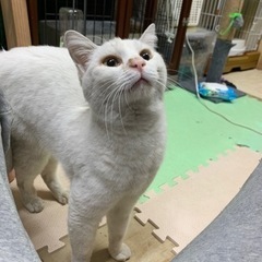 真っ白な猫の里親さんになりませんか − 岡山県