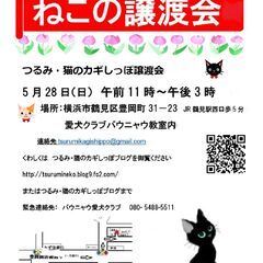 つるみ・猫のカギしっぽ譲渡会5月28日　 JR鶴見駅西口から徒歩...