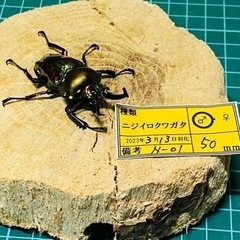 ④ニジイロクワガタ　新成虫ペアの販売