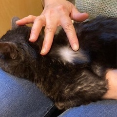 黒猫ちゃん5ヶ月🌷一旦募集を停止しています − 秋田県