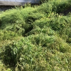 佐伯市　100キロ以内　草刈り除草剤散布