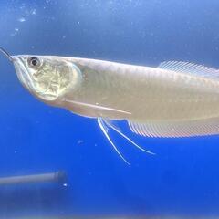 シルバーアロワナ(レッド)　30センチ　熱帯魚