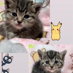 急募！どちらか1匹里親募集メスの子猫ちゃん