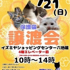 保護猫の譲渡会　5/21(日)