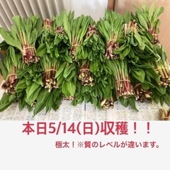 【本日収穫】行者ニンニク/アイヌネギ　極太！！