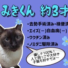 3歳位　人が好きで、穏やかで優しいみき君【5月21日(日曜日)　...