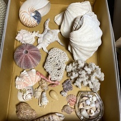貝殻、珊瑚セット