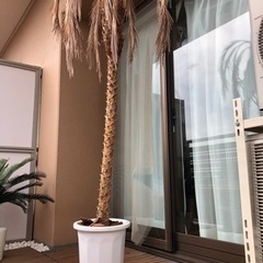 フェニックスロベレニー　観葉植物