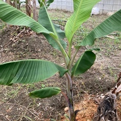 島バナナ苗木