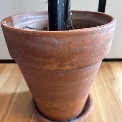 テラコッタ　植木鉢
