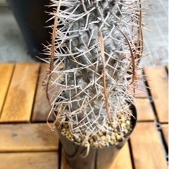 写真用 ⑯〜⑱観葉植物・鉢 断捨離 (パキポディウム(グラキリス 