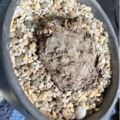 写真用 ⑯〜⑱観葉植物・鉢 断捨離 (パキポディウム(グラキリス