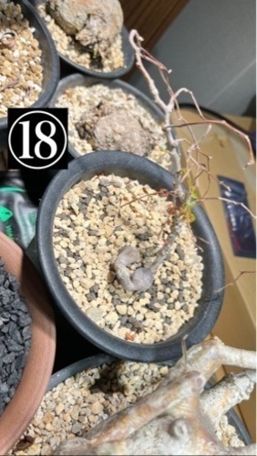 【限定セール！】 写真用 ⑯〜⑱観葉植物・鉢 断捨離 (パキポディウム(グラキリス その他