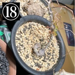 写真用 ⑯〜⑱観葉植物・鉢 断捨離 (パキポディウム(グラキリス