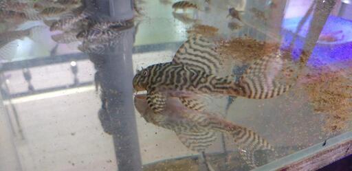 キンペコ WILD F1 5匹セット