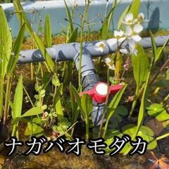 ①水草です　ナガバオモダカ一鉢¥300
