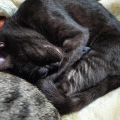 ツンデレな黒猫ちゃん　約3歳　避妊済